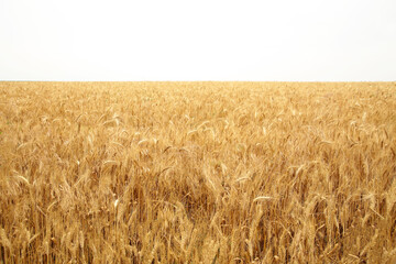 Gold Wheat Field. Background of ripening ears of meadow wheat field.