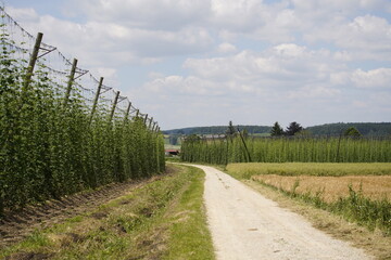 Humulus lupulus, the common hop or hops, is a species of flowering plant in the hemp family Cannabaceae, native to Europe, western Asia and North America. Bavaria, Germany.