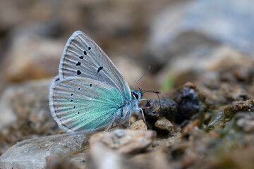 Fototapeta na wymiar little blue butterfly picking up minerals from the ground, Polyommatus fatima 