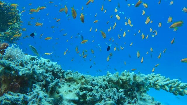Slow motion, Colorful tropical fishes and beautiful coral reef. Arabian Chromis (Chromis flavaxilla), Half-and-half Chromis (Chromis dimidiata) and Lyretail Anthias (Pseudanthias squamipinnis). 