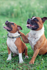 Cute two Staffordshire Bull Terrier dogs, ginger and white color, adult one and puppy. Big male embraces small female with paw, funny little trick. Green summer meadow. Outdoors, copy space.