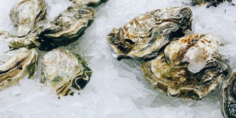 Fresh oysters on the counter in the store.