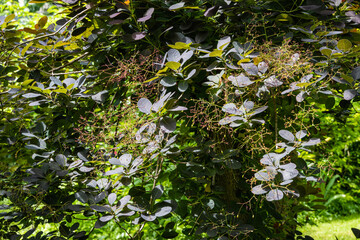 Young purple leaves of Cotinus coggygria Royal Purple (Rhus cotinus, European smoky tree) with flowers on blurred background of greenery of garden. Selective focus. Nature concept for design.