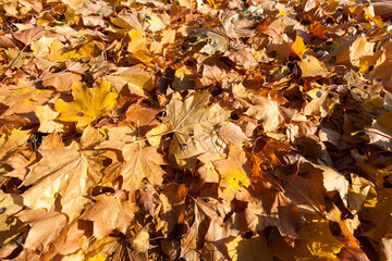 The fallen maple leaves