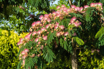 Pink fluffy flowers of Persian silk tree (Albizia julibrissin) on blurred green background . Selective focus. Japanese acacia or pink silk tree of Fabaceae family in Park 