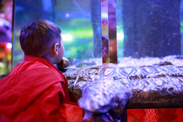 Child watching fish in aquarium