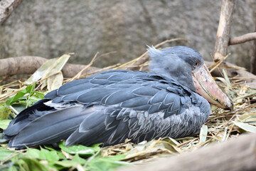 Shoebill, a big bird in Africa