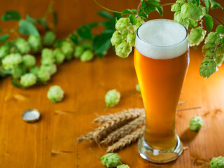 Light hopped beer on a wooden table, fresh green wild hops, the concept of craft beer