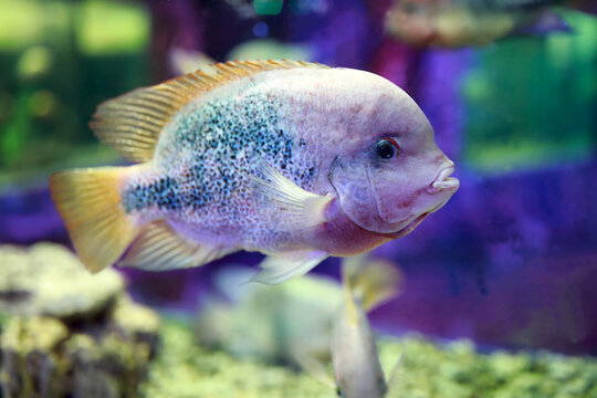 Cyrtocara moorii fish in aquarium