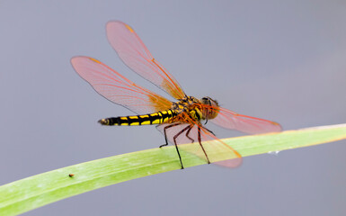 striped dragonfly with red wings sits on a green blade of grass, on a blurred background