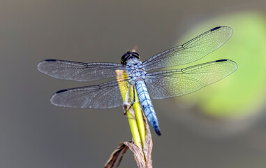 A blue dragonfly sits on a blade of grass, on a blurred background