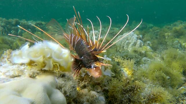 Radial Firefish or Red sea lionfish (Pterois radiata, Pterois cincta) swims above seabed covered with Peacock's tail (Padina pavonica), Brown algae (Sargassum sp.) and Red algae (Liagora viscida)