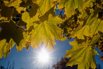 forest under the sunlight