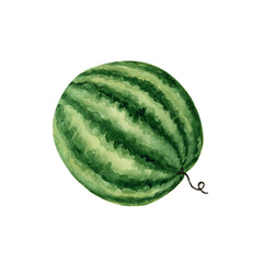 watercolor illustration of ripe green striped watermelon. hand painted on white background.