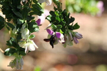 Black Bees of Turkey. Flowers. Summer in Turkey. Insects.  Bumblebee