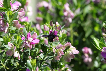 Black Bees of Turkey. Flowers. Summer in Turkey. Insects.  Bumblebee