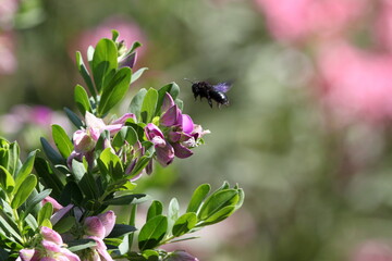 Black Bees of Turkey. Flowers. Summer in Turkey. Insects.  Bumblebee