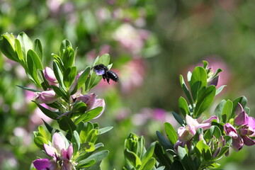 Black Bees of Turkey. Flowers. Summer in Turkey. Insects.  Bumblebee