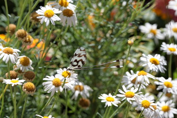 Butterfly in Turkey. Mayfly. Insects. Сhamomile. Flowers. Nature