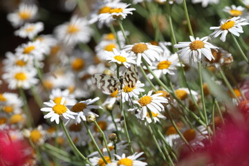 Butterfly in Turkey. Mayfly. Insects. Сhamomile. Flowers. Nature