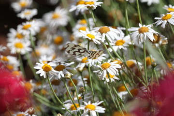 Butterfly in Turkey. Mayfly. Insects. Сhamomile. Flowers. Nature