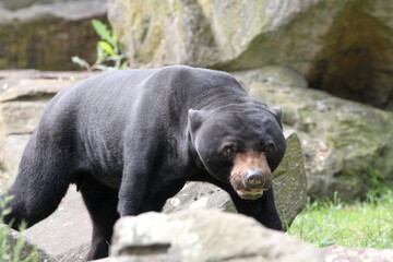 The sun bear (Helarctos malayanus). Black bear cub