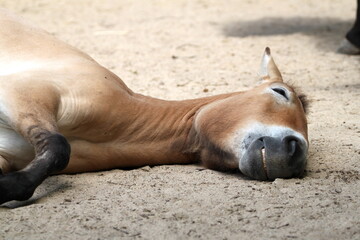 Portrait of a horse. Donkey. 