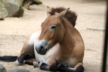 Portrait of a horse. Donkey. 