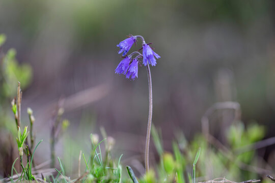 Alpine Snowbell - Soldanella alpina Close-up, which grows in the highlands of the Carpathians.