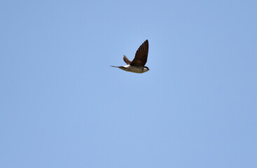 Mehlschwalbe im Flug 