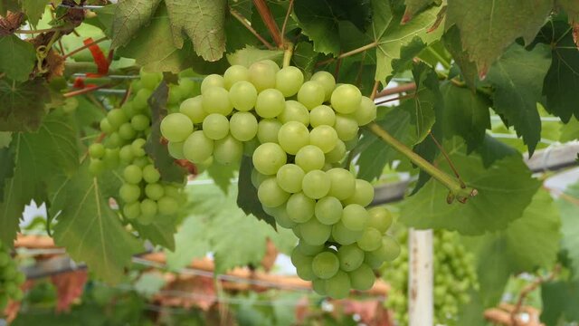 fresh fruits , close up grapes with green leaves on the vine.