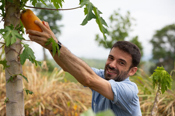 Smiling caucasian man pluck ripe papaya from the tree. Raw food, vegan, vegetarian food