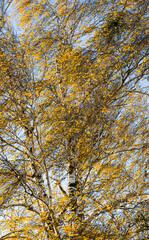 Obraz premium golden birch foliage