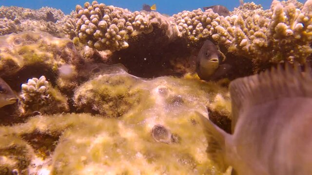 Group of Farmerfish protects the territory and burrows in the coral reef. Dusky Farmerfish (Stegastes nigricans) coral covered in spider webs from Caribbean worm snails (Petaloconchus spp)