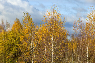 yellow birch autumn foliage