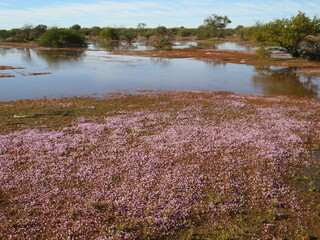pink everlastings emerging amid floods