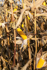 dry dark yellow corn