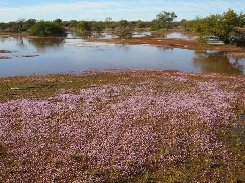 pink everlastings emerging amid floods © Siglinde