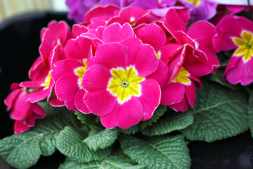 Pink Primrose - Primula Vulgaris