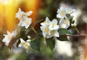 Apple Blossom Flower