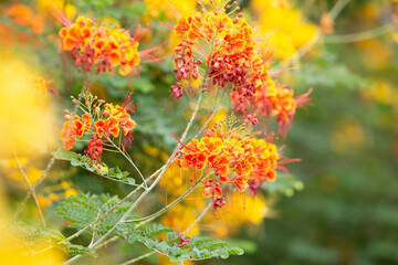 beautiful red and yellow flowers. Tranquill, peace, nature