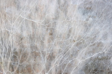 Macro photo of white mold