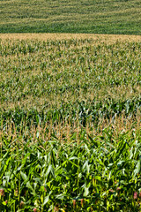 natural non-GMO corn field