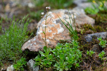 Saxifraga stellaris, the starry saxifrage or hairy kidney-wort, is an Arctic – alpine species of...