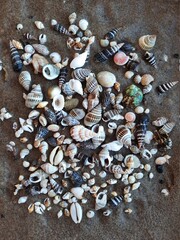 shells on sand