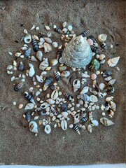 seashells on the sand