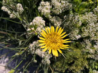 Scorzonera hispanica flower closeup. Wild plant in the field. Wildflowers in summer.