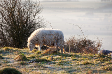 Herdwick sheep on a hill top sunrise