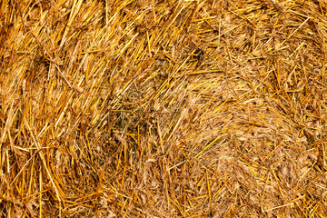 large cylindrical stacks of wheat straw