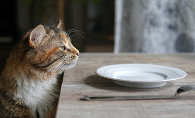 cat is going to eat at the table
